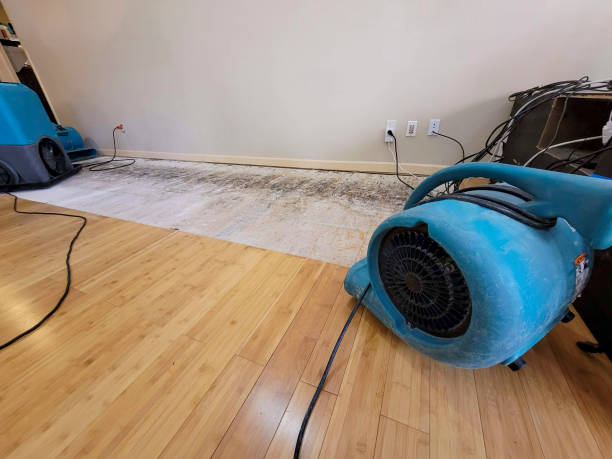 Professional Water Damage Repair technician working in Luckey, OH